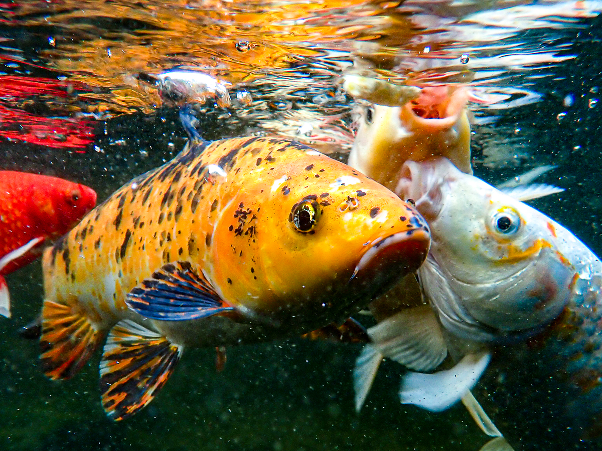 Fish with Krunchies low-res