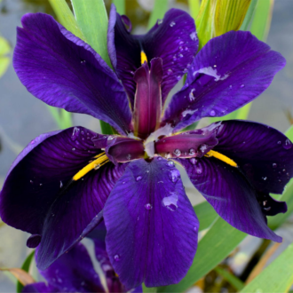Purple Iris