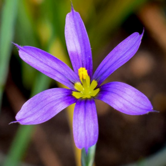 Blue-Eyed Grass