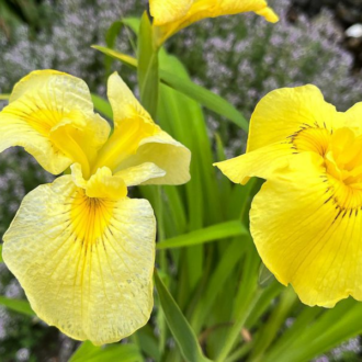 Yellow Iris