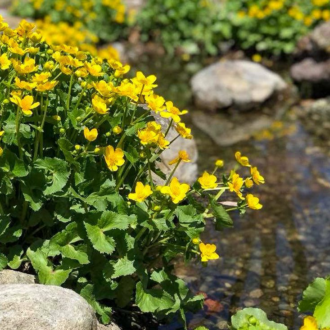 Marsh Marigold