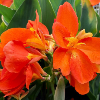 Orange Canna