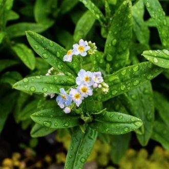 Water Forget-Me-Not