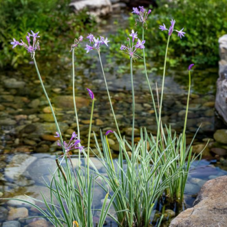 Variegated Society Garlic