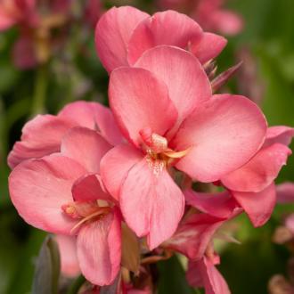 Pink Canna