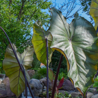 Dark Leaf Taro
