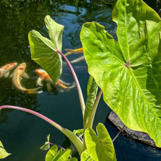 Green Leaf Taro