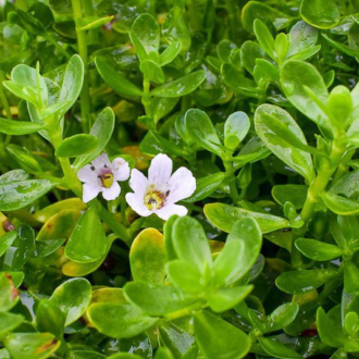 Moneywort Bacopa