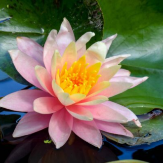 Pink Hardy Waterlily