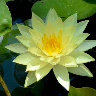 Yellow Hardy Waterlily