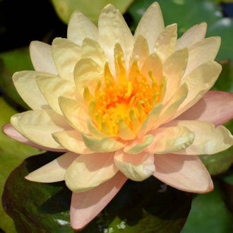Peach Hardy Waterlily