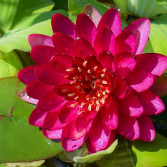Red Hardy Waterlily