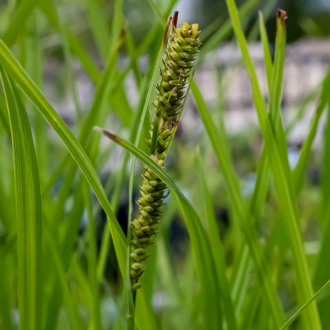 Green Sedge
