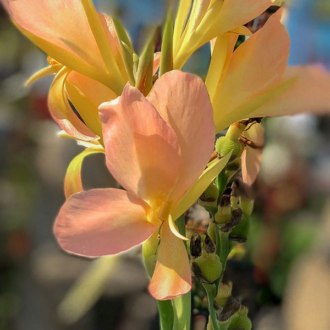 Peach Canna