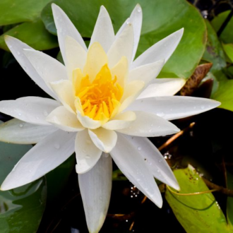 White Hardy Waterlily