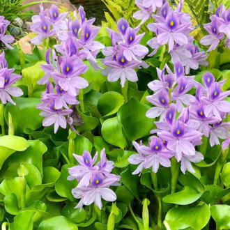 Water Hyacinth Bundles