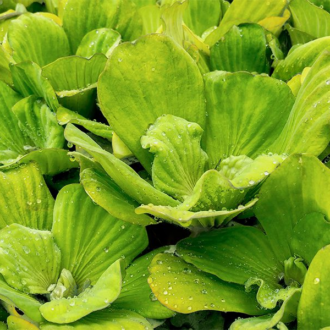 Water Lettuce Bundles