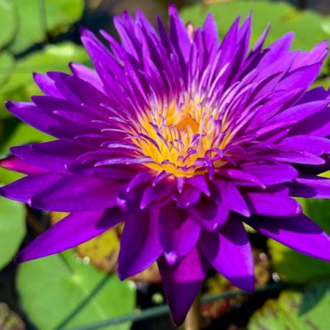 Purple Tropical Waterlily