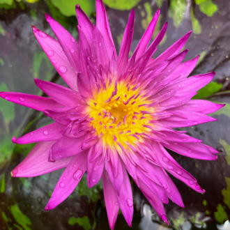 Pink Tropical Waterlily