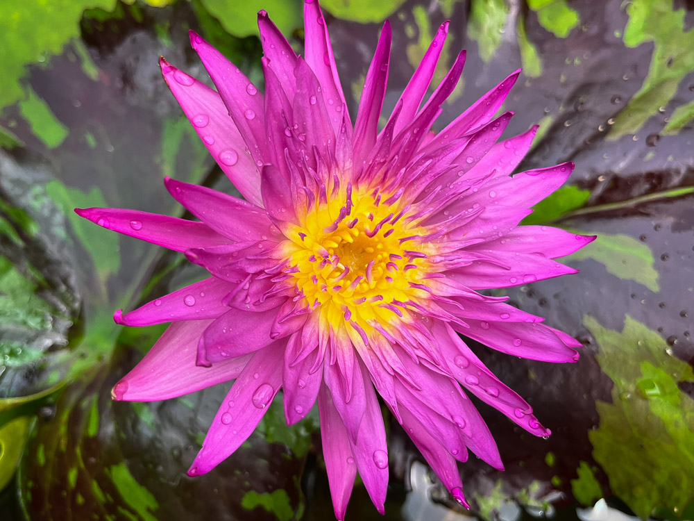 Pink Tropical Waterlily