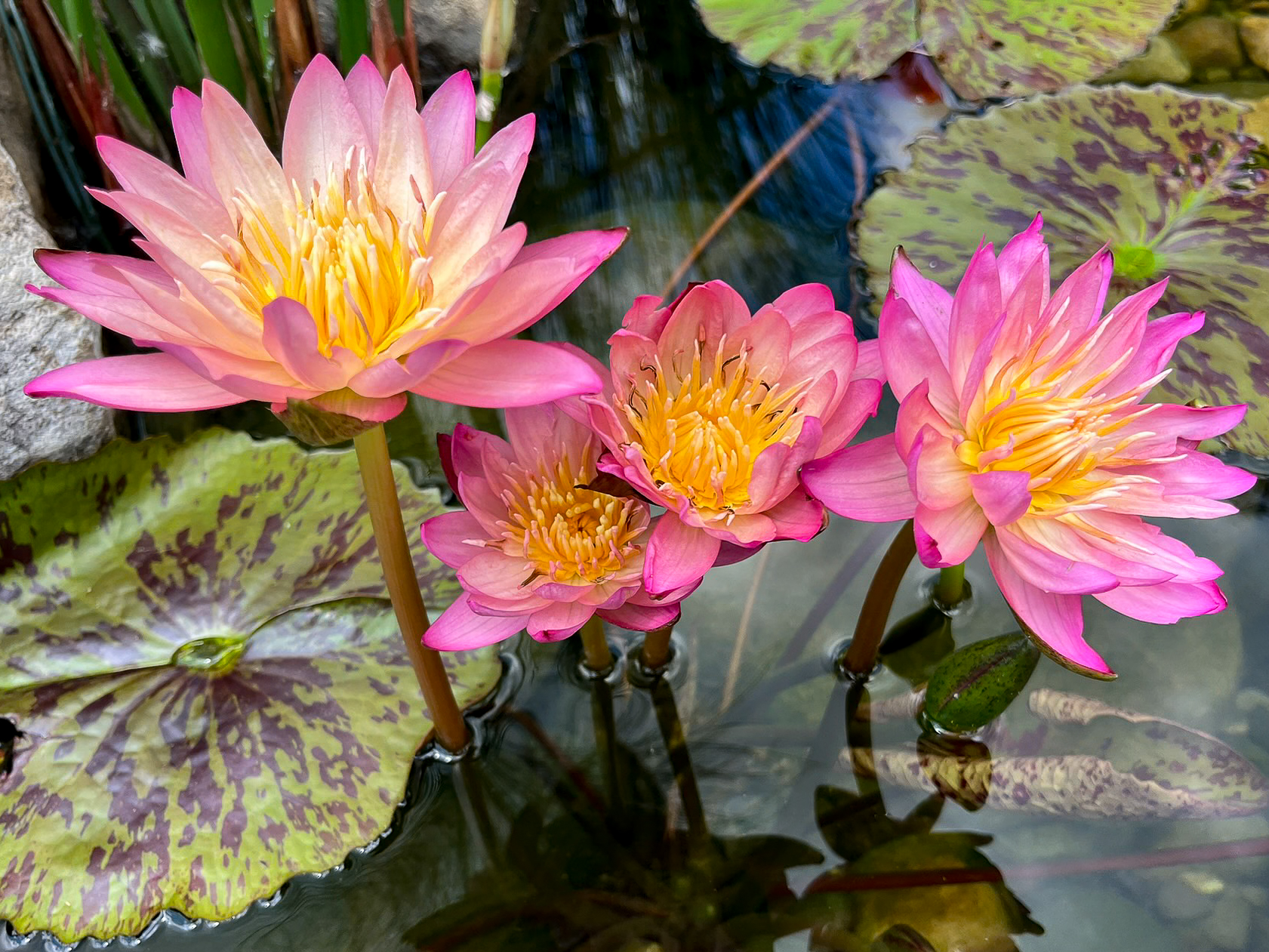 Pink Tropical Waterlily - Image 2