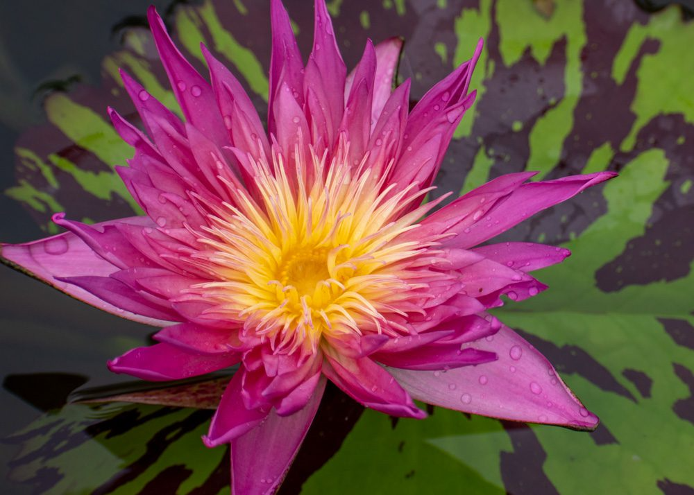 Pink Tropical Waterlily - Image 3