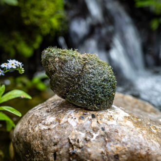 Live Japanese Trapdoor Snails
