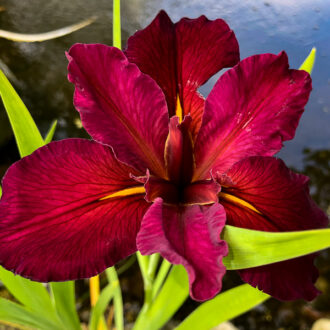 Red Iris